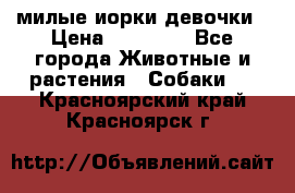 милые иорки девочки › Цена ­ 15 000 - Все города Животные и растения » Собаки   . Красноярский край,Красноярск г.